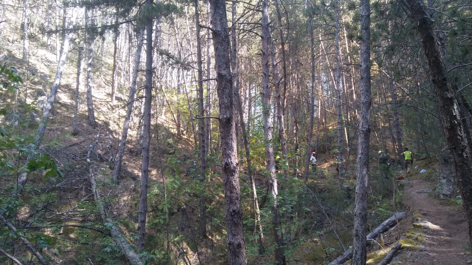 2020 - 08 - 04 sentiero pino solo