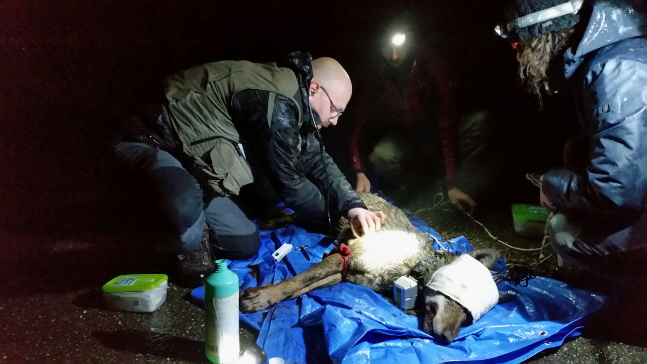 Lapposizione del radiocollare